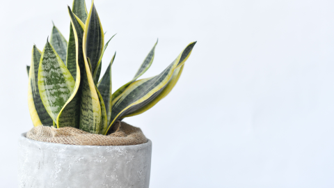 Planta Lengua de Suegra