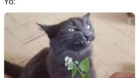 Memes de Gatos en su día internacional