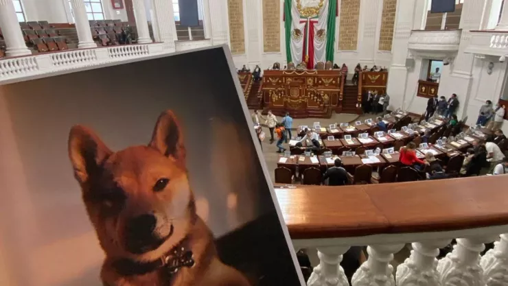 foto de Maple al interior del Congreso de la CDMX
