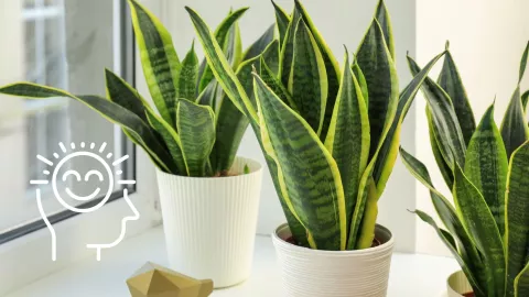 Las plantas que tener en casa para atraer energía positiva