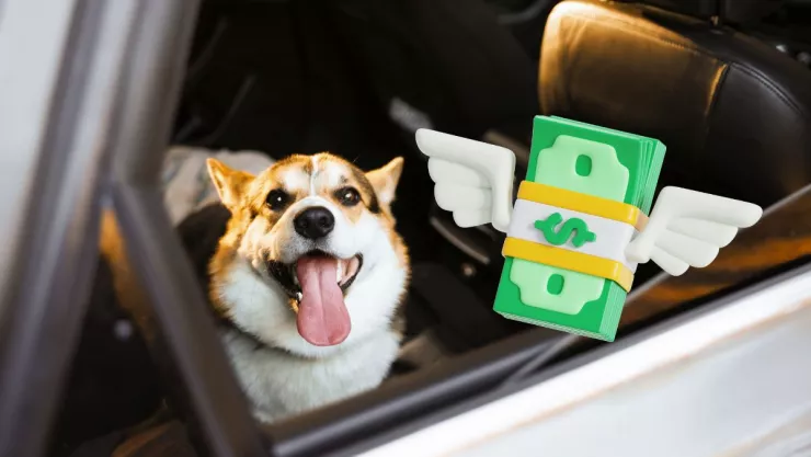 Multas por llevar a perros en el automóvil