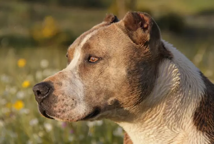 perros pitbull atacan mujer chiautzingo