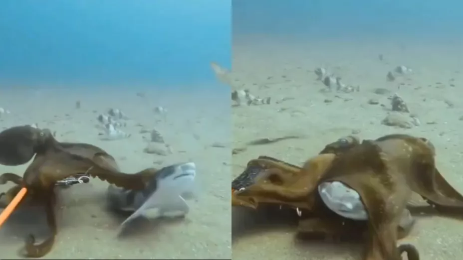 VIDEO FUERTE | Entre sus tentáculos, pulpo toma con gran fuerza a un tiburón y casi lo devora por completo