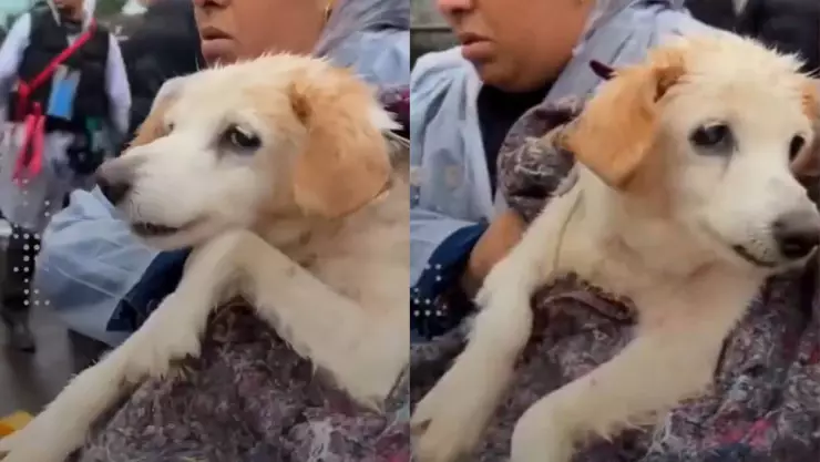 ¡CONMOVEDOR! Perrito rescatado de inundación sigue “nadando” y conmueve a todos; vídeo