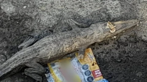 cocodrilo colonia joaquín colombre puebla