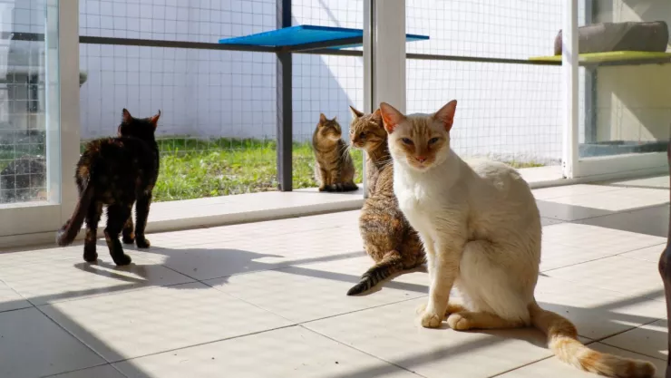 Michig&aacute;n en CDMX, todo sobre el nuevo albergue