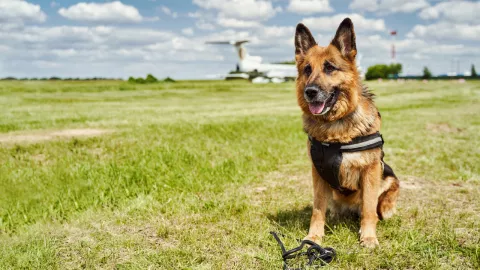 Pastor Aleman svitlanah.jpg