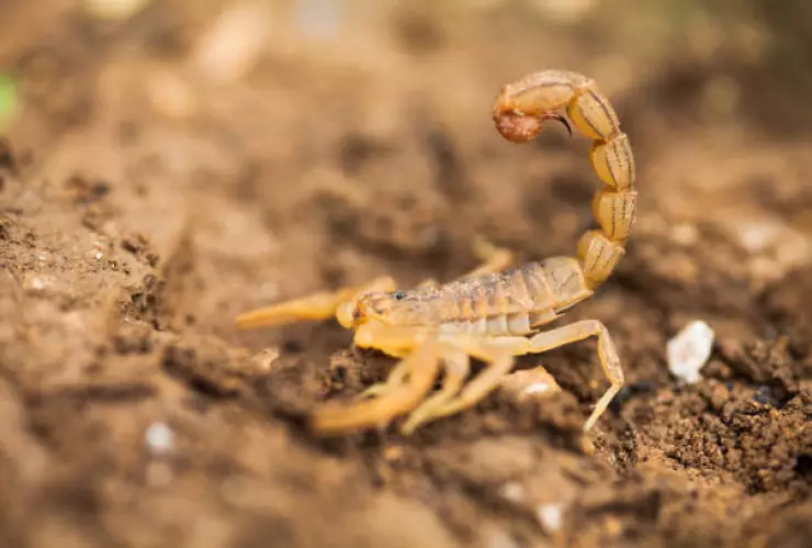 por qué los alacranes salen con el calor