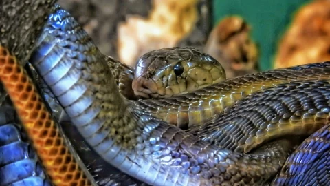 Un hombre fue detenido en la aduana por tener MÁS de 100 serpientes en sus pantalones