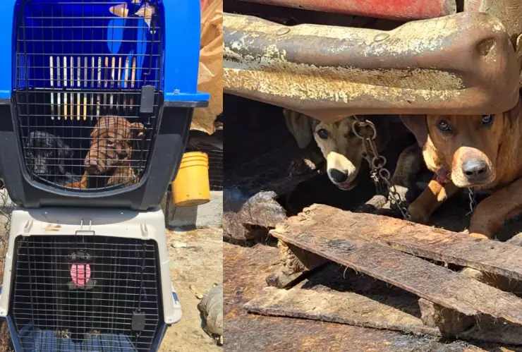 Perros en hacinamiento en Mexicaltzingo, Estado de México