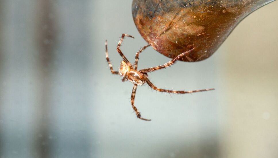 Araña chupasangre: Estos son los lugares donde viven