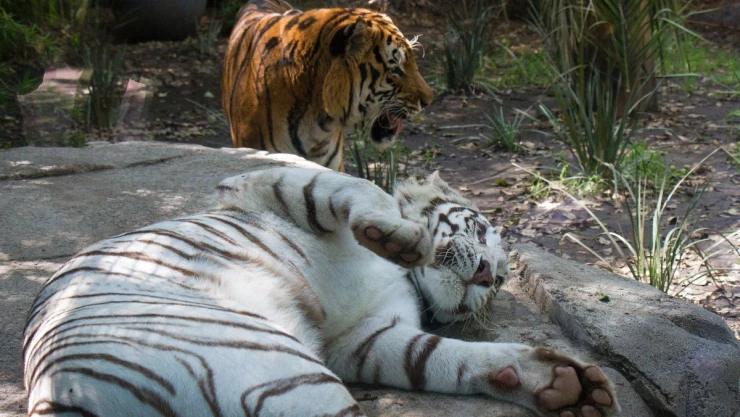 zoológicos CDMX Partido Verde.jpg