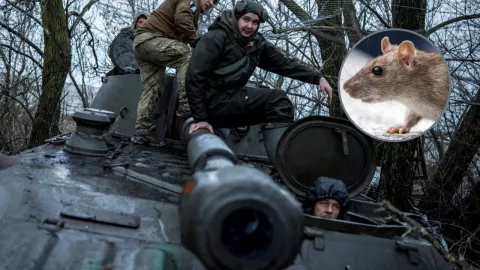 ratas-guerra-ucrania-rusia