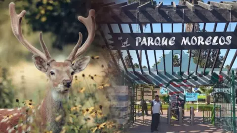 VIDEO La leyenda del Parque Morelos y el monstruo con cabeza de venado