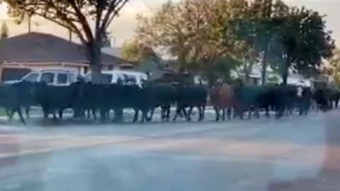 vacas escapan matadero