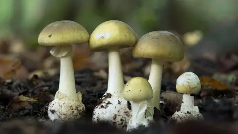 El hongo de la muerte o Amanita phalloides, es el m&aacute;s letal de Estados Unidos