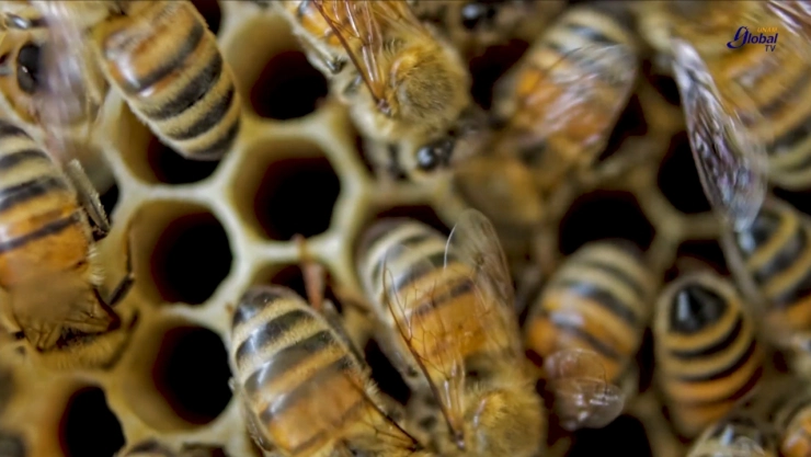 ¿Cuál picadura es más letal la de abeja o la de serpiente?