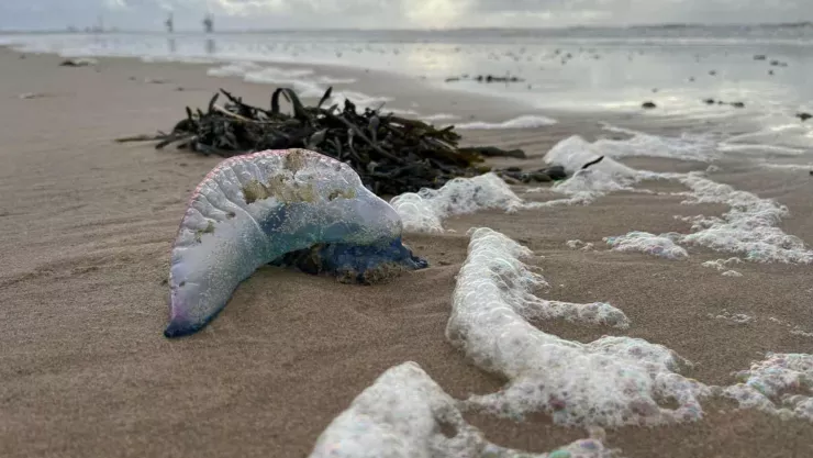 Invasión de medusas venenosas pone en alerta.jpg