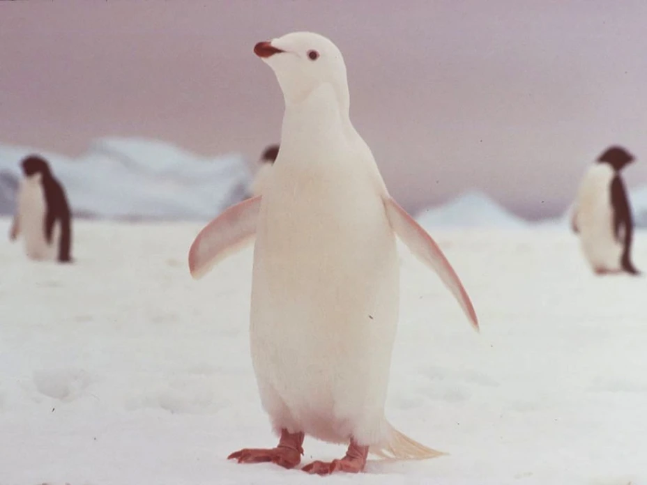 pinguino.jpg