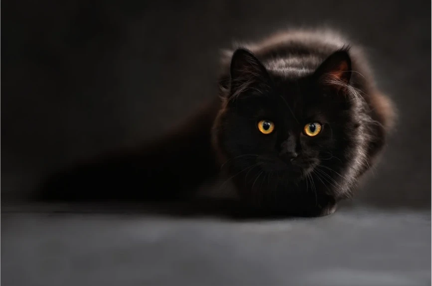 Si tu animal de compañía se siente mal, hay que llevarla de inmediato al veterinario y seguir las recomendaciones de los especialistas