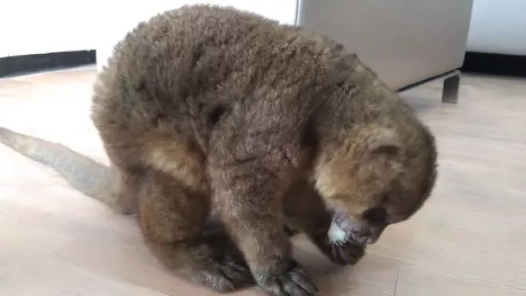 Martucha animal PROFEPA.jpeg