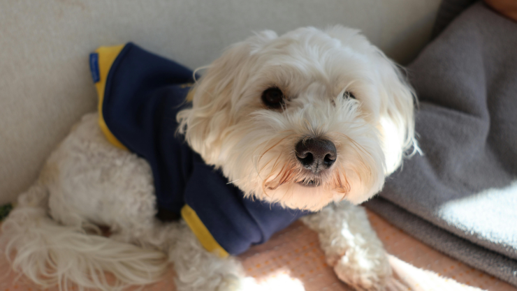 Cómo proteger a tu mascota del gusano barrenador