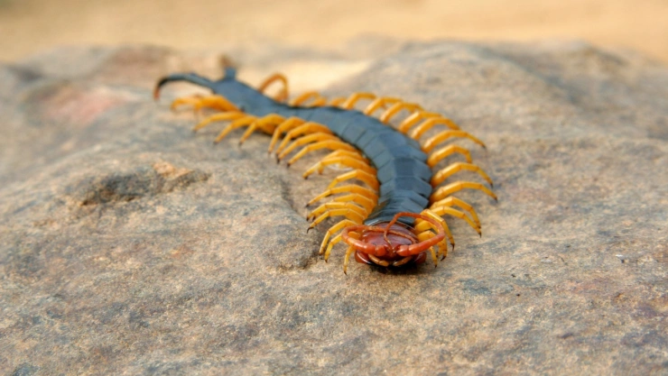 El origen y significados ocultos de que aparezca un ciempiés en tu casa