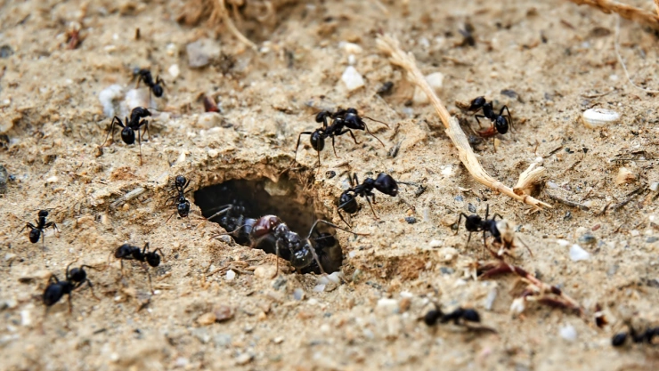 ¿Tienes hormigas en casa? Destruye sus nidos con estas tres maneras
