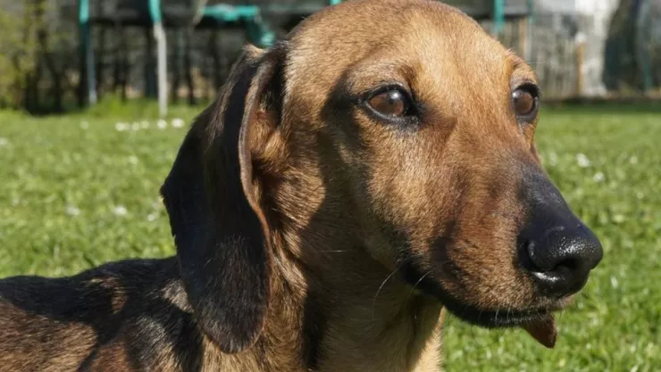 Costo de la vacuna antirrábica en Puebla: ¿Cuánto pagarás en clínicas veterinarias?