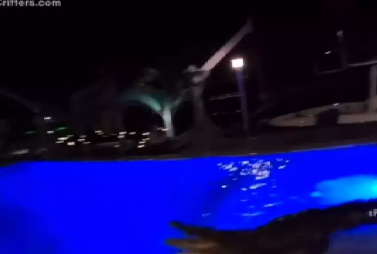 VIDEO: Enorme cocodrilo se mete a la alberca de una casa