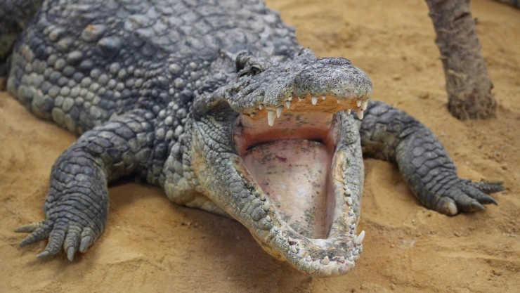 Mujer muere devorada por un cocodrilo en Florida, Estados Unidos