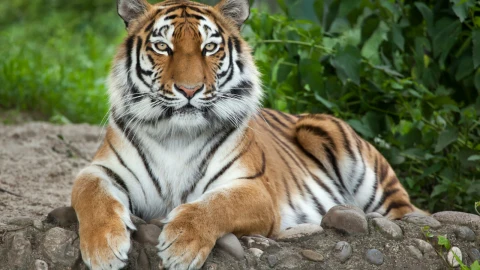 tigre