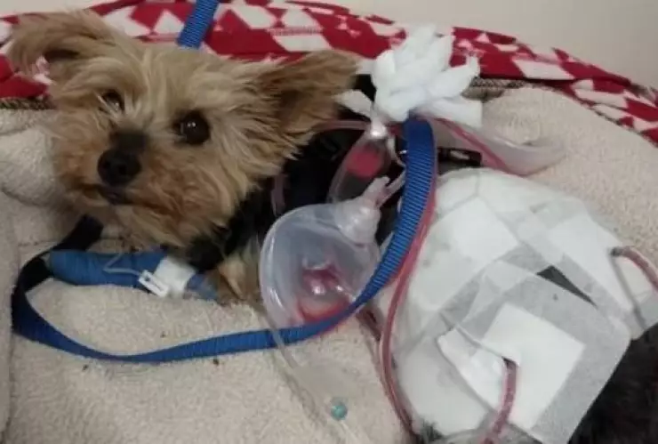 Macy un perrito yorkshire se enfrentó a un coyote que intentaba atacar a Lily Kwan, su dueña, de 10 años.