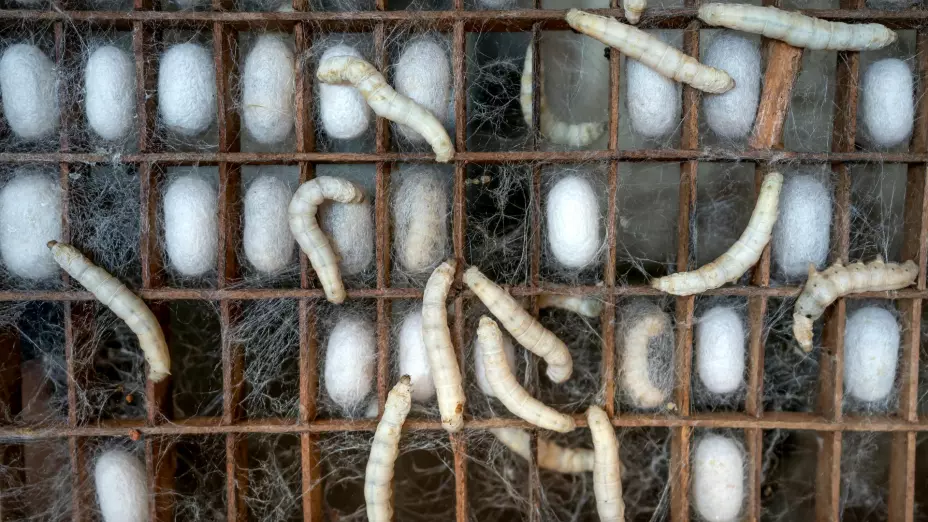 ¡Puede llegar hasta el cerebro! Así puede afectar la miasis por gusano barrenador en humanos