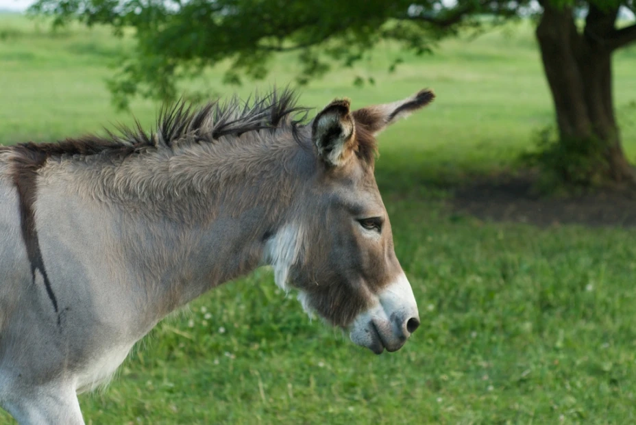 Burro España