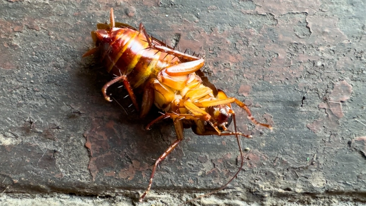 Este es el enemigo natural de las cucarachas: el paso a paso para eliminarlas