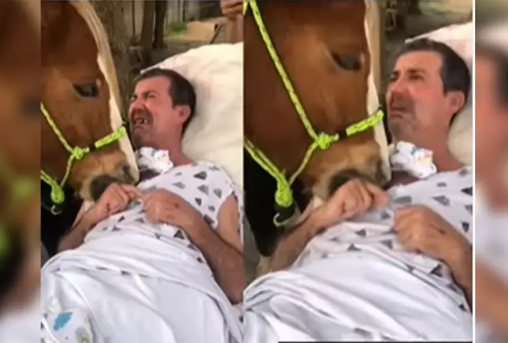 Circula en redes tierna escena entre caballo y dueño.
