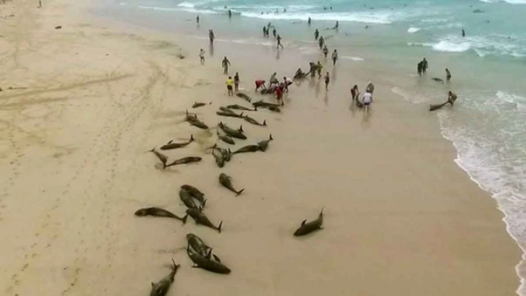 delfines muertos