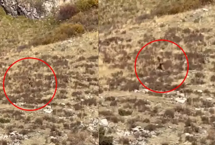 VIDEO: ¿Si es? Captan a presunto Pie Grande corriendo en una montaña