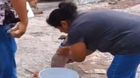 Captan a trabajadores de estética canina en Puebla bañar a perro con jabón para trastes