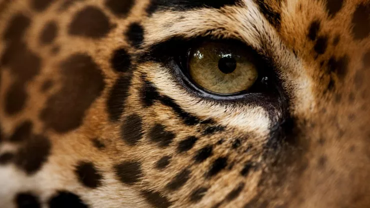 Nacen cachorros de jaguar en Chapultepec