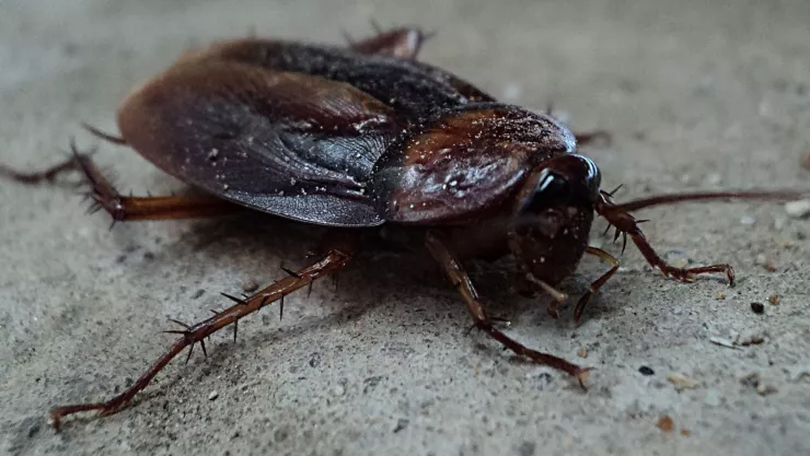 ¿Cómo eliminar a las cucarachas resistentes a los insecticidas?