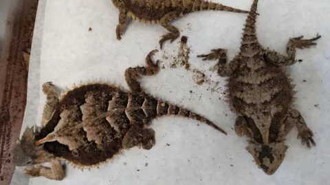 Profepa rescató serpientes y reptiles por paquetería ilegal