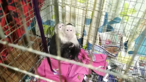 Rescatan a mil 500 aves y dos monos en Iztapalapa