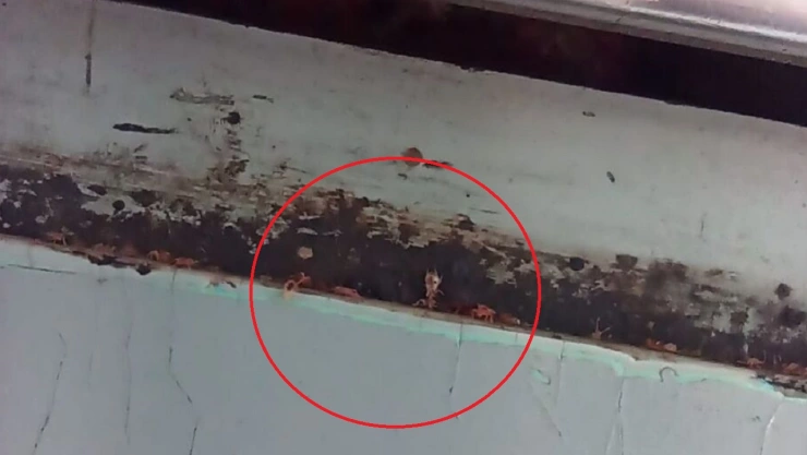 plaga de chinches en el metro cdmx