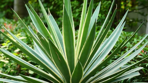 Agrave: sumar esta planta en cualquier tipo de jardín es una decisión acertada