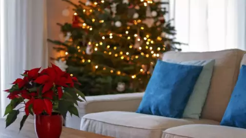 cómo cuidar una nochebuena