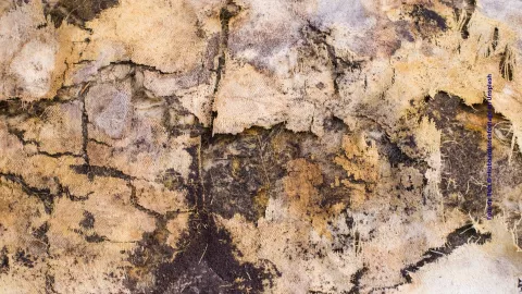 ¿Cómo acabar con la humedad de tu casa? El ingrediente de cocina que te ayudará