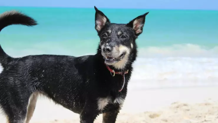 Playas en Quintana Roo que son petfriendly.jpg