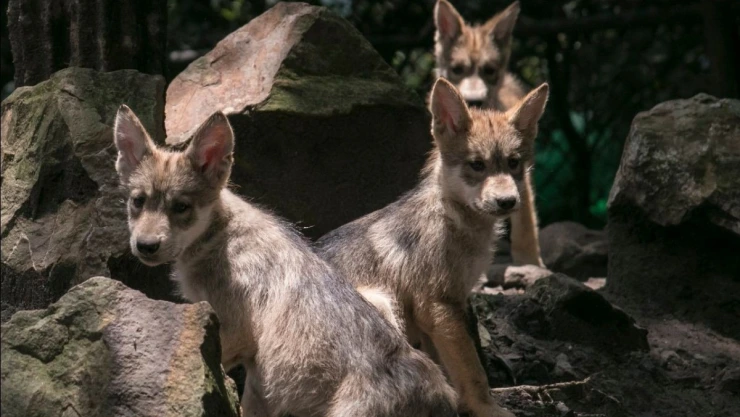 Nacen lobos mexicanos en el Zoológico de Chapultepec
